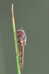 Melanostoma bituberculatum