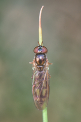 Melanostoma bituberculatum