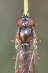 Melanostoma bituberculatum
