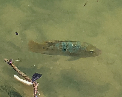 Mayan Cichlid (Mayaheros urophthalmus)