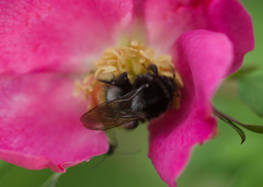 Bombus pyrosoma