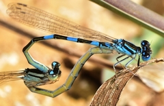 Coenagrion caerulescens