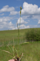 Carex diluta