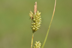 Carex diluta