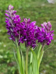 Dactylorhiza hatagirea