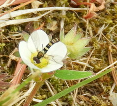 Sphaerophoria novaeangliae