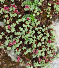 Potentilla purpurea
