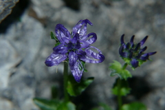 Phyteuma sieberi