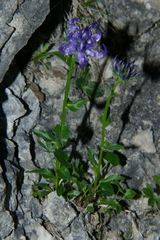 Phyteuma sieberi