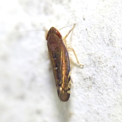 Portaninae