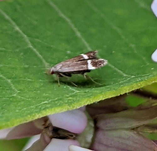 Agrimony Anacampsis Moth photo 2