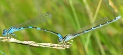 Coenagrion caerulescens