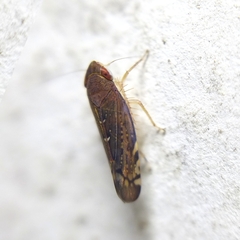 Portaninae