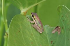 Litoria bicolor