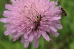 Oedemera femorata