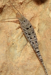 Machilinus rupestris