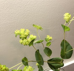 Bupleurum rotundifolium