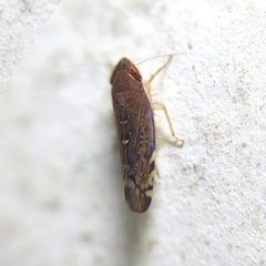 Portaninae