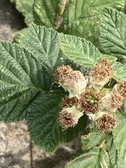 Rubus armeniacus