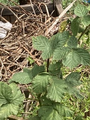 Rubus armeniacus