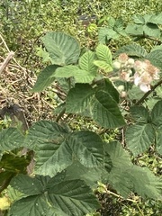 Rubus armeniacus