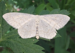 Scopula immutata
