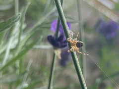 Araneus diadematus