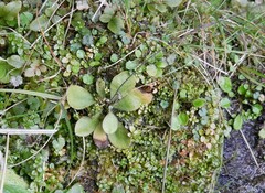 Craspedia minor minor