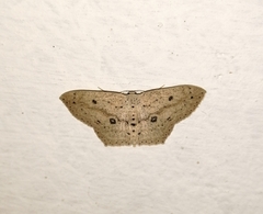Scopula annularia
