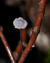 Marasmius