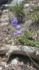 Penstemon leiophyllus