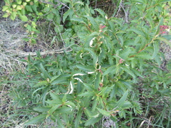 Spiraea × bumalda