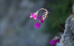 Primula matthioli pekinensis