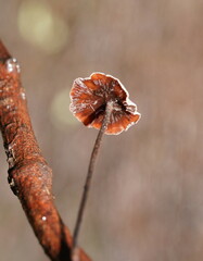 Marasmius