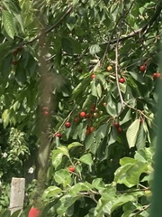 Prunus cerasus