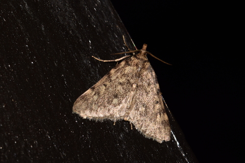 Aglossa pinguinalis