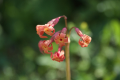Primula maximowiczii