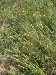 Hordeum secalinum