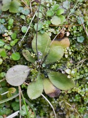 Craspedia minor minor