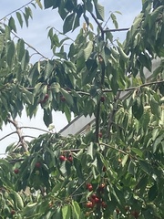 Prunus cerasus