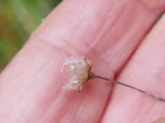 Craspedia minor minor