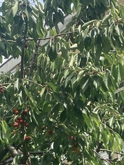 Prunus cerasus