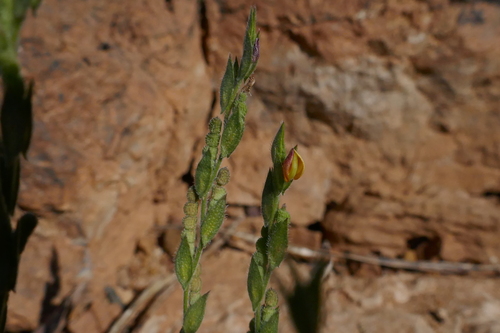 Zornia muriculata observed 2022-06-18