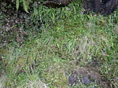 Craspedia minor minor