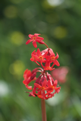 Primula maximowiczii