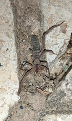 Gluvia dorsalis