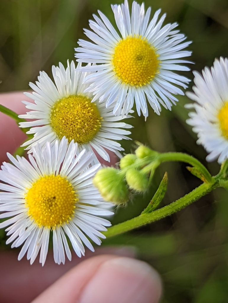 annual fleabane from Rural Hall, NC, USA on June 14, 2022 at 0721 PM