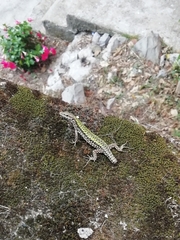 Podarcis muralis