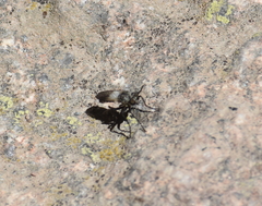 Coleomyia