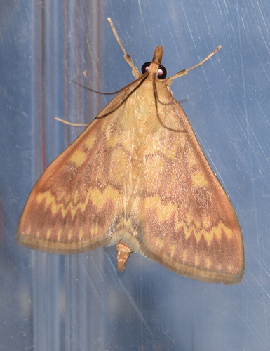 Ostrinia nubilalis